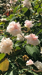 Hanbury gardens giardini ventimiglia